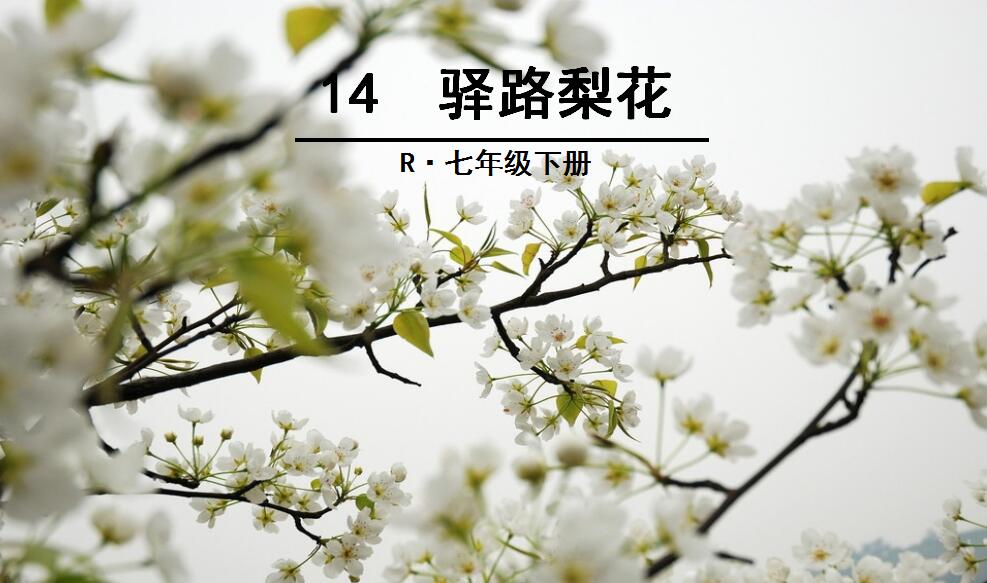 桿2019괺꼶²ģ14.·滨PPTμ